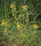 Rorippa palustris. Верхушки цветущих побегов с галлами. Пермский край, Кунгурский р-н, правый берег р. Сылва, окр. ур. Камень Ермак, пойменный луг. 11.06.2023.