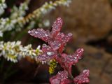 Vaccinium uliginosum