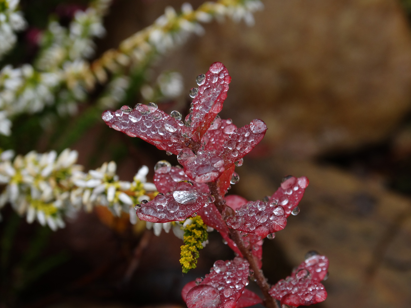 Image of Vaccinium uliginosum specimen.