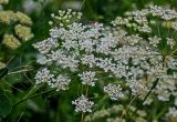 Astrodaucus orientalis. Соцветие с кормящимися насекомыми. Армения, обл. Лори, с. Ахпат, ≈ 1000 м н.у.м., у дороги. 24.06.2022.