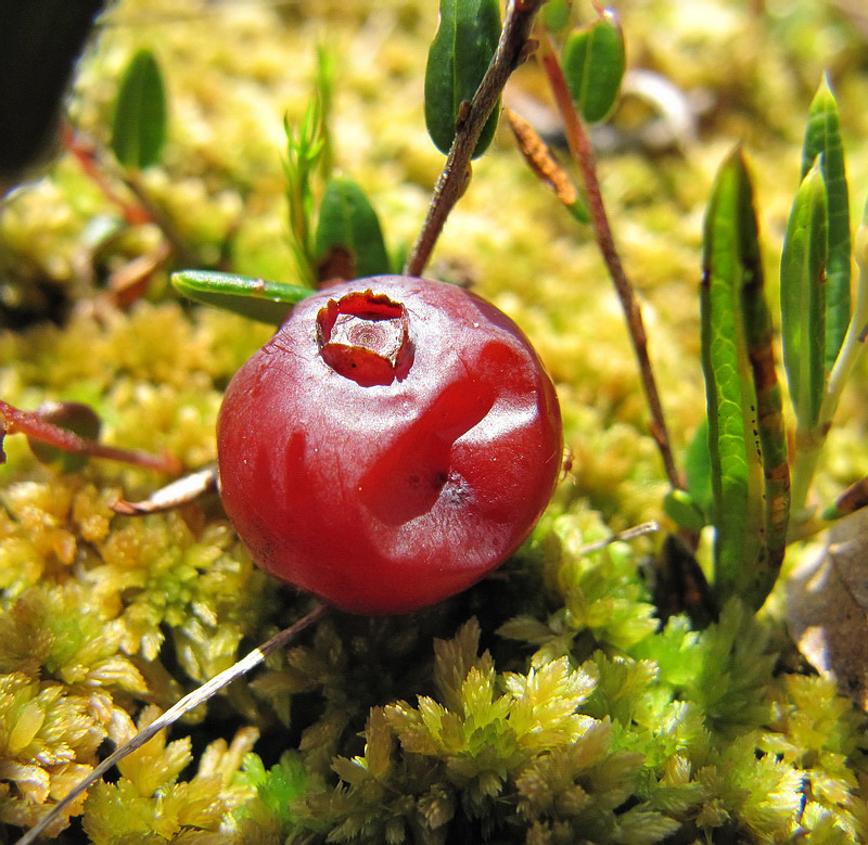 Image of Oxycoccus palustris specimen.