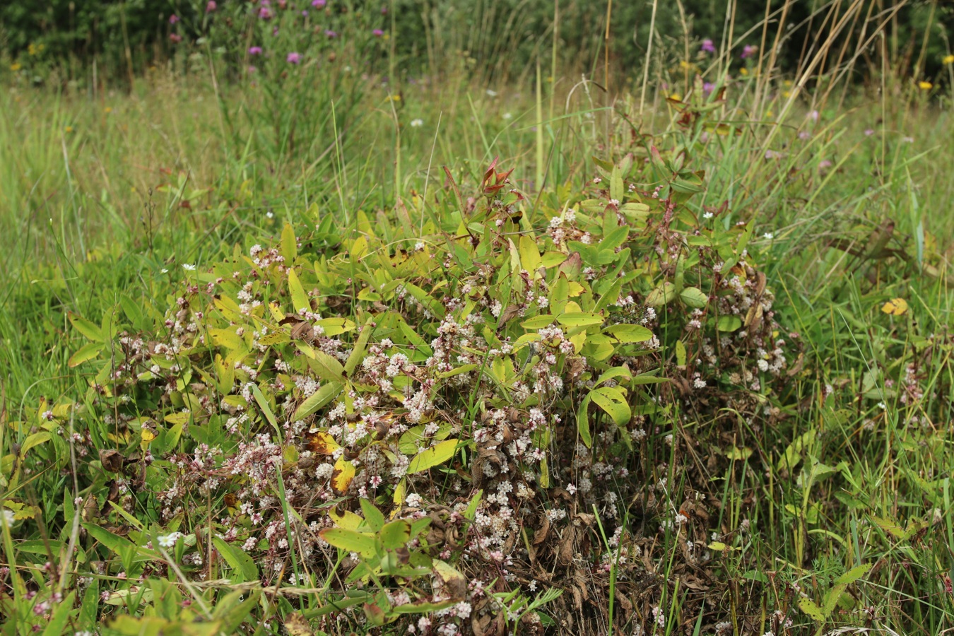 Image of Cuscuta epithymum specimen.