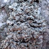 genus Physcia