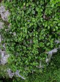 Hedera colchica. Вегетирующие растения. Грузия, Имеретия, каньон Окаце, на скале. 15.06.2023.