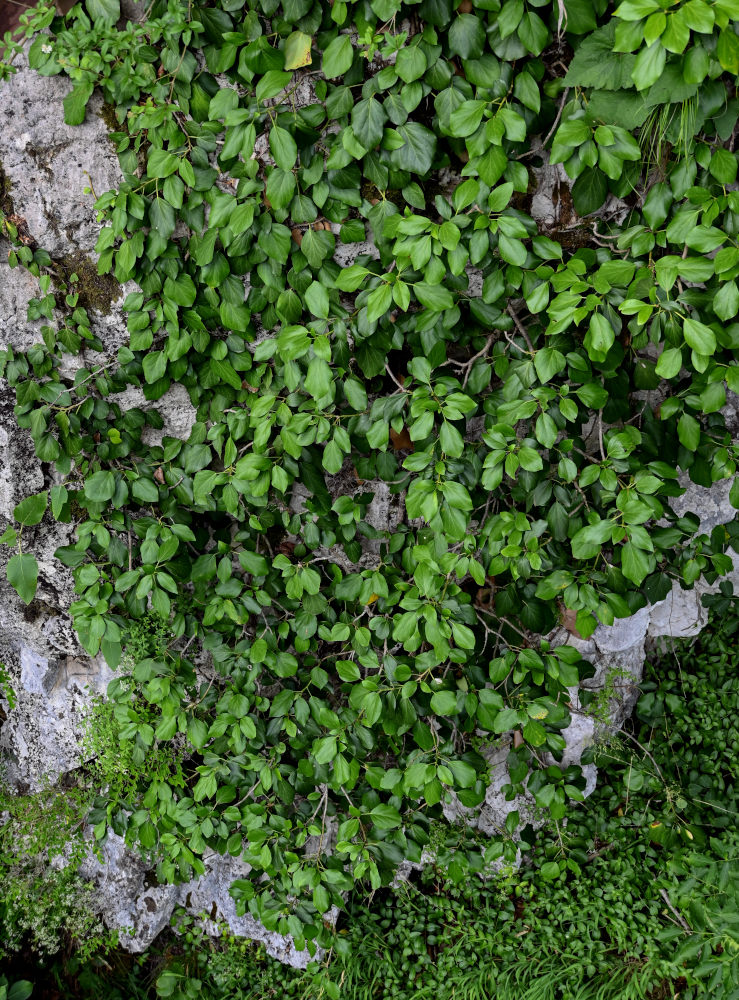 Image of Hedera colchica specimen.