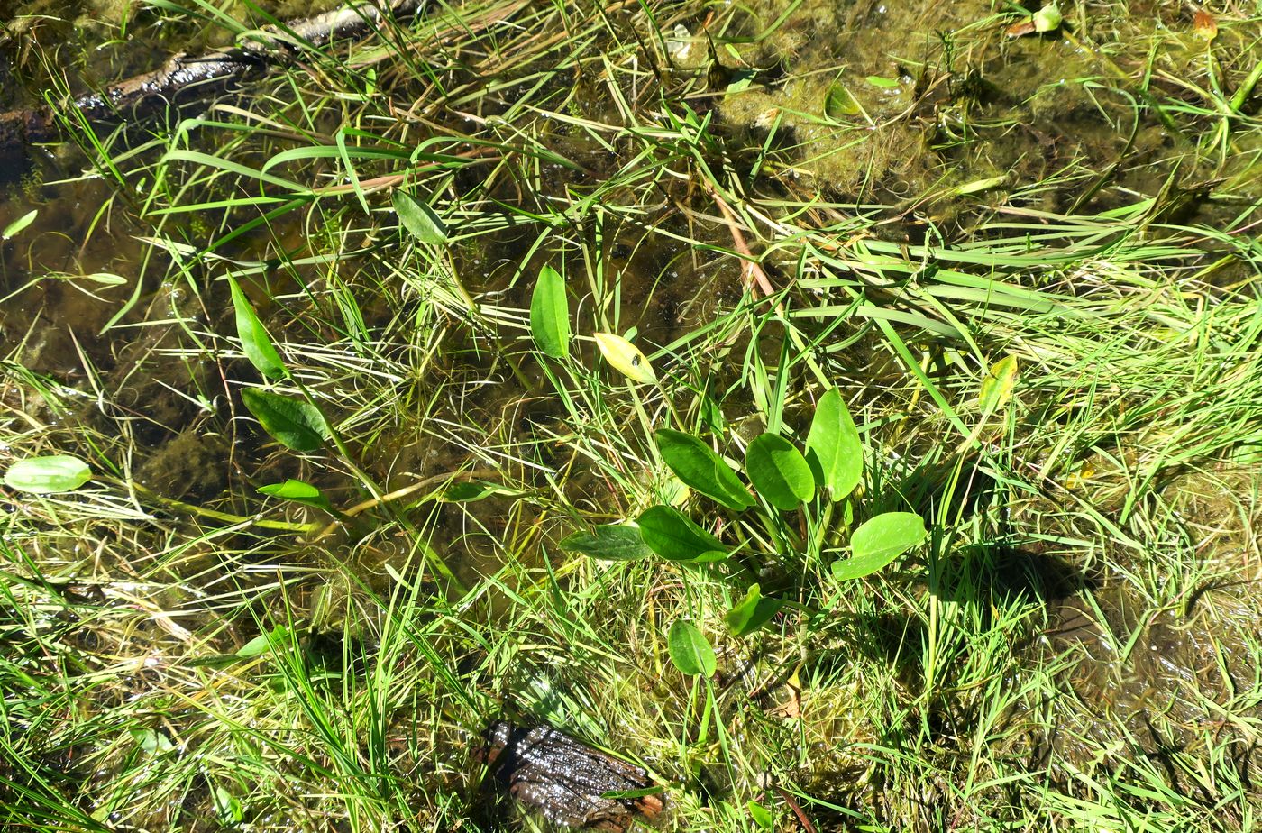 Image of Alisma plantago-aquatica specimen.