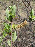 Salix bebbiana