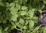 Galinsoga quadriradiata