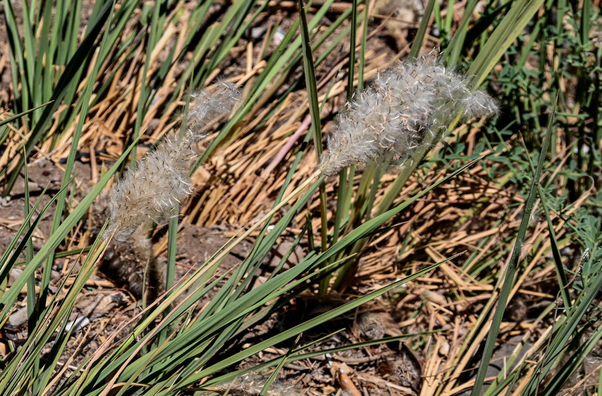 Image of Imperata cylindrica specimen.