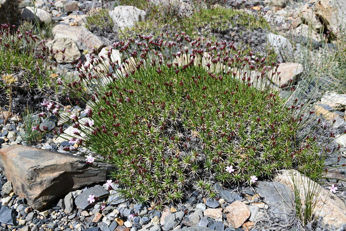 Image of Acantholimon pamiricum specimen.