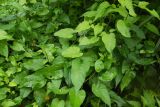 Solanum dulcamara