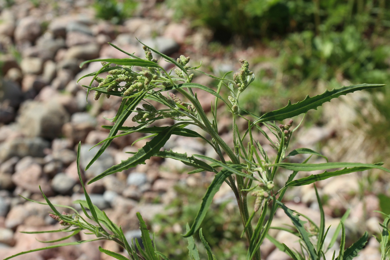 Image of Atriplex littoralis specimen.