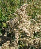 Solidago gigantea