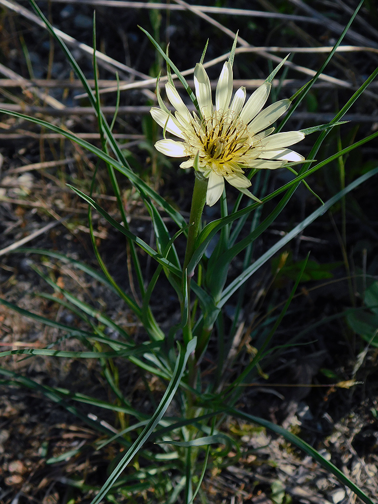 Image of Tragopogon dubius specimen.