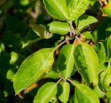 Malus sylvestris