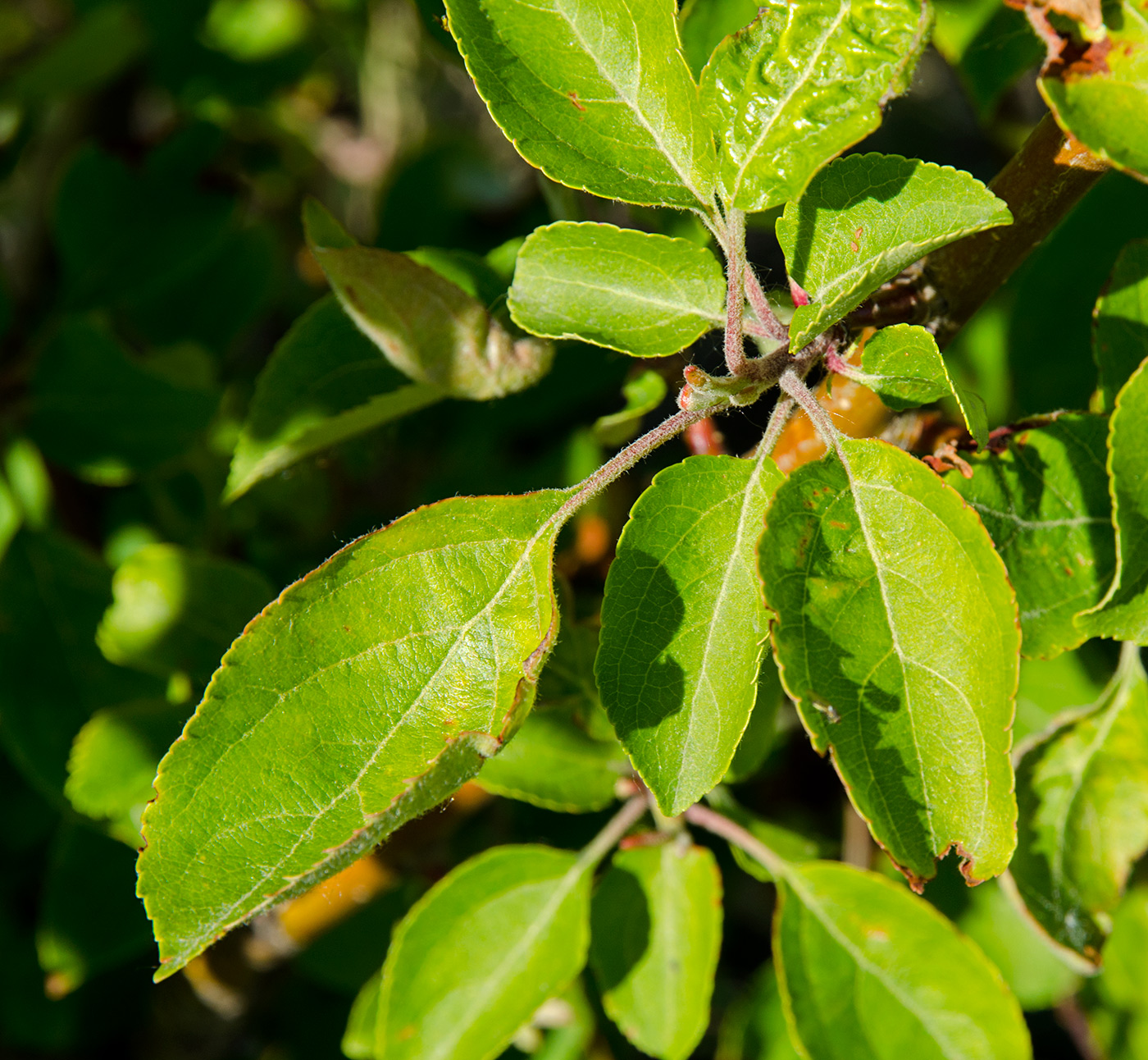 Изображение особи Malus sylvestris.