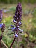 Veronica teucrium
