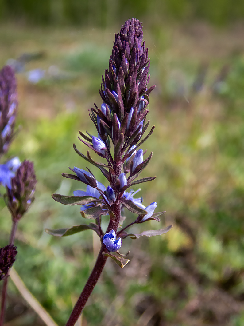 Image of Veronica teucrium specimen.