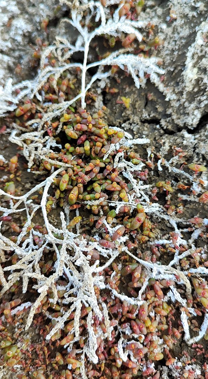 Изображение особи Salicornia europaea.