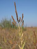 Veronica spuria