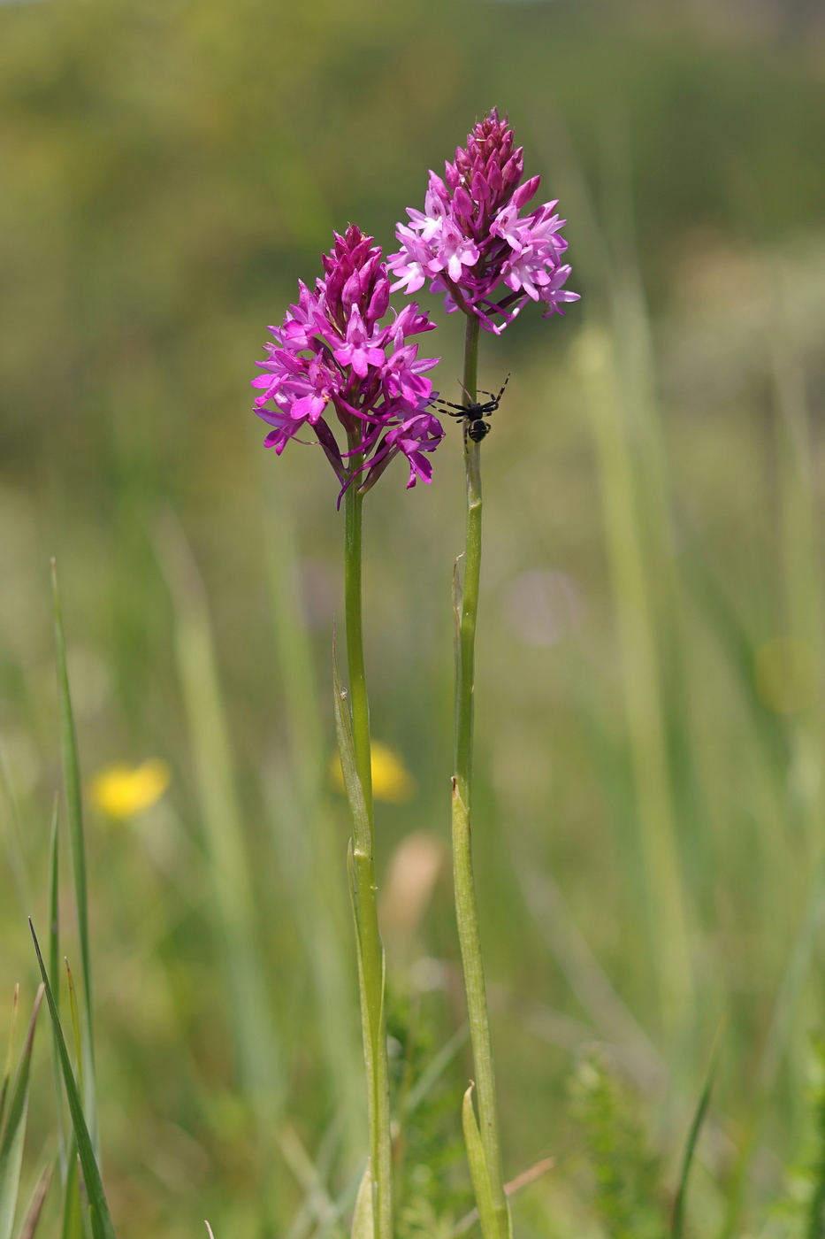 Image of Anacamptis pyramidalis specimen.