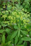 Euphorbia amygdaloides. Соцветия и верхушка вегетативного побега. Дагестан, Магарамкентский р-н, Самурский лес, широколиственный лес. 09.05.2025.