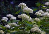 Hydrangea arborescens. Верхушки побегов с соцветиями. Московская обл., Раменский р-н, окр. дер. Хрипань, садовый участок. 23.06.2025.