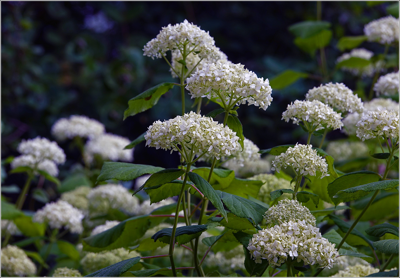 Image of Hydrangea arborescens specimen.