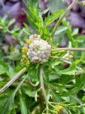Rorippa palustris