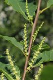 Castanea sativa