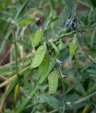 Vicia tenuifolia. Верхушка побега с незрелыми плодами. Ростовская обл., окр. г. Донецк, разнотравный луг вдоль асфальтовой дорожки. 14.06.2025.