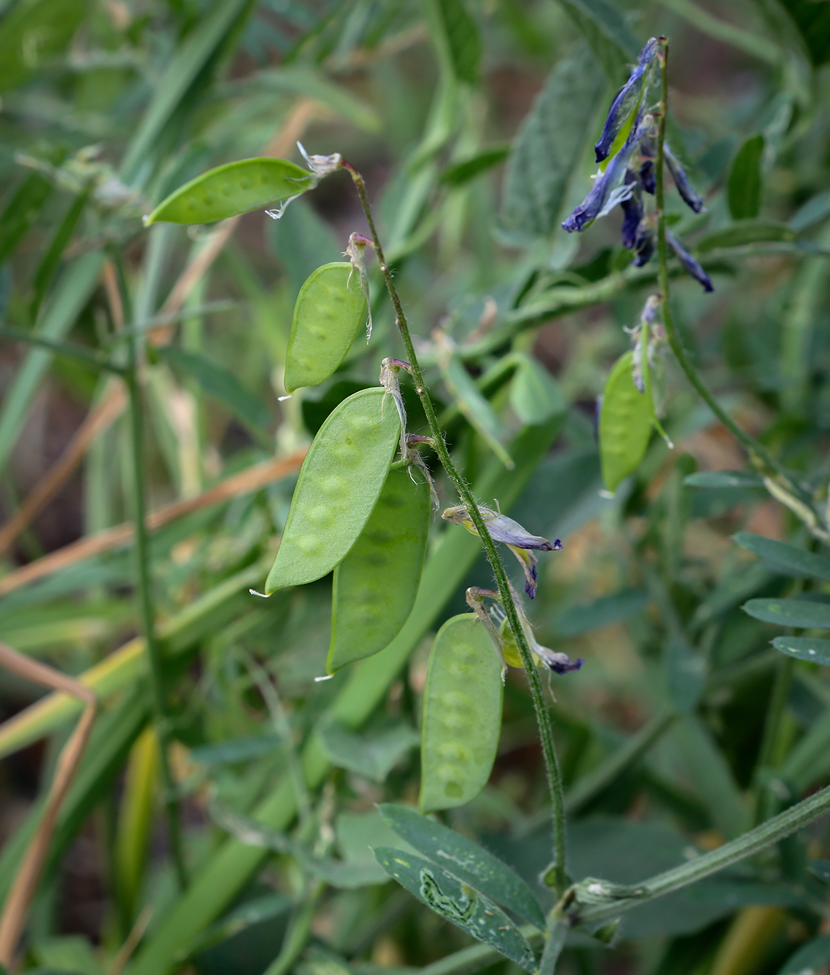 Image of Vicia tenuifolia specimen.