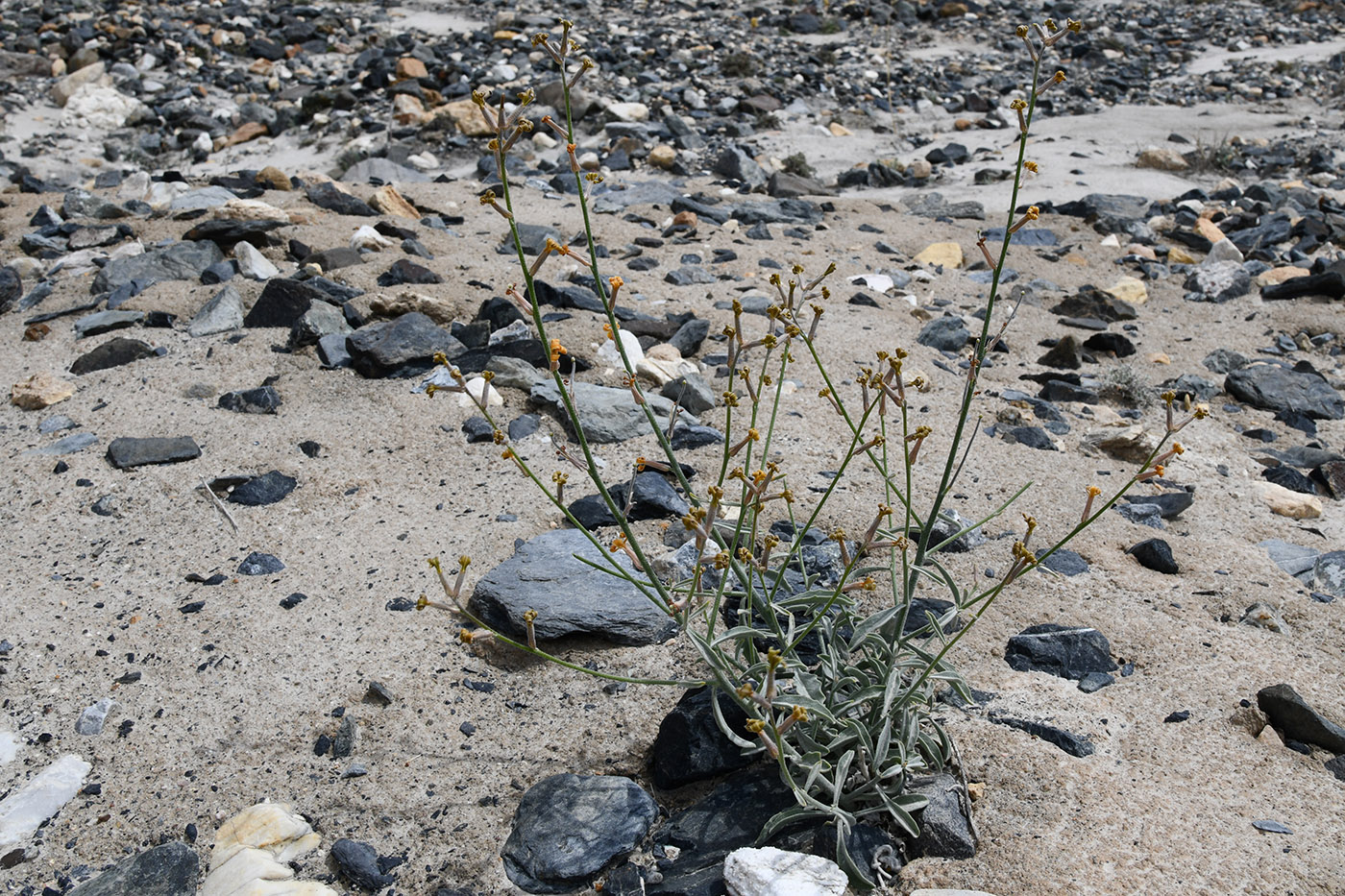 Image of Matthiola integrifolia specimen.