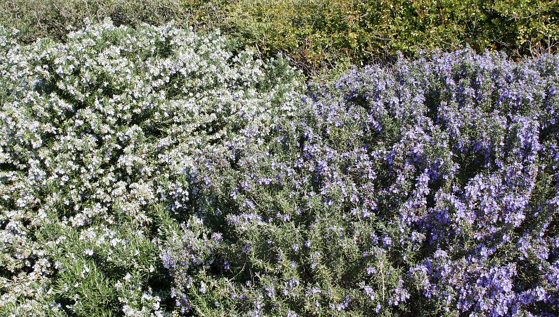 Изображение особи Rosmarinus officinalis.