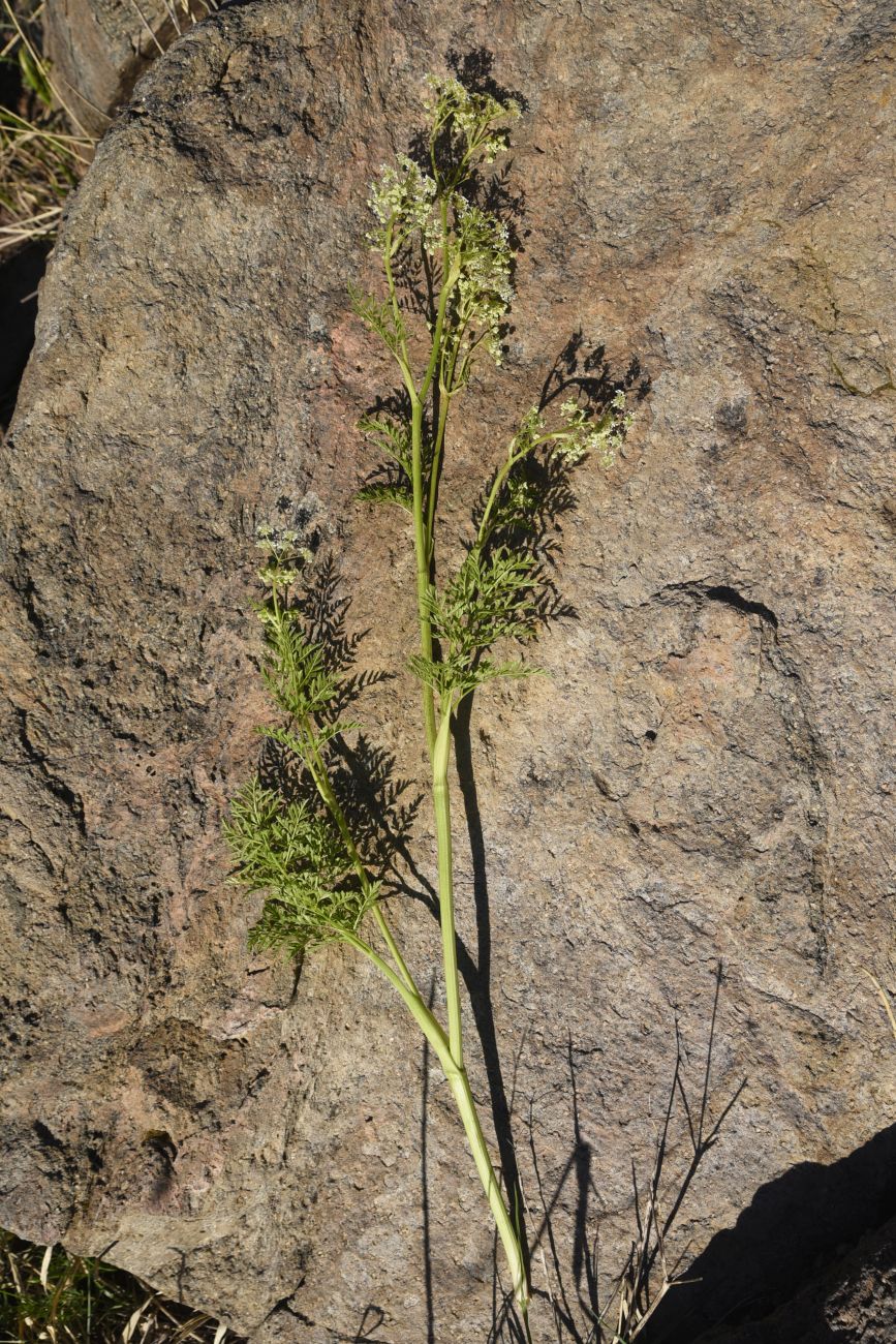 Изображение особи семейство Apiaceae.