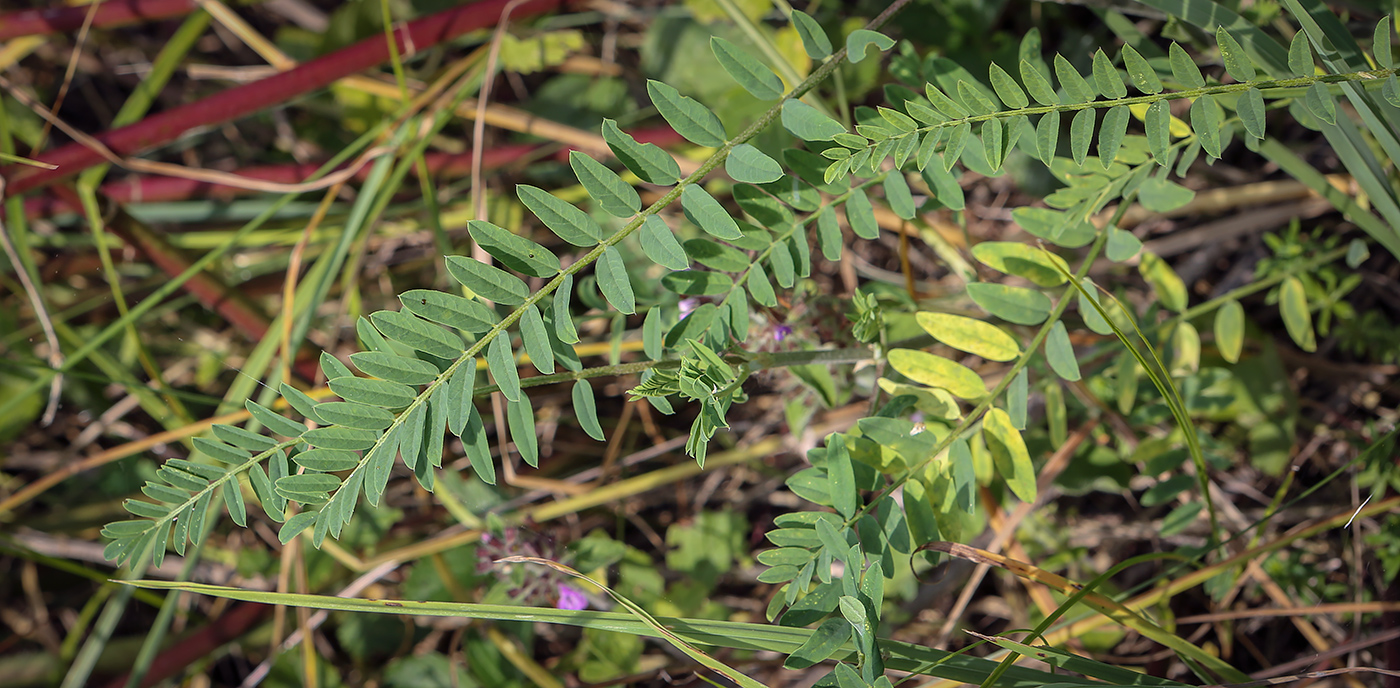 Изображение особи Astragalus falcatus.