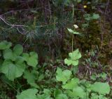 Valeriana tiliifolia. Растение с развивающимся соцветием. Кабардино-Балкарская Республика, Эльбрусский р-н, 1 км ниже альплагеря «Шхельда», левый борт долины р. Адылсу, обочина дороги, сосновый лес. 17 июня 2025 г.