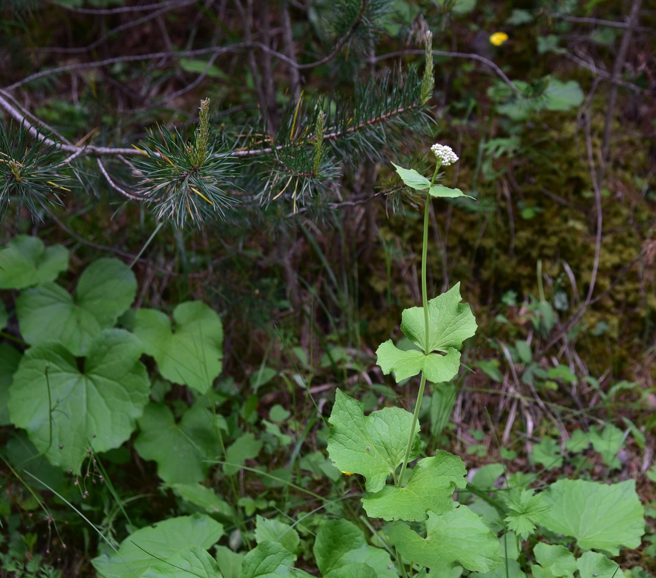 Изображение особи Valeriana tiliifolia.