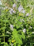 род Mentha. Верхушка цветущего побега. Испания, Галисия, пров. Понтеведра, г. Кангас, рудеральное. Июль.