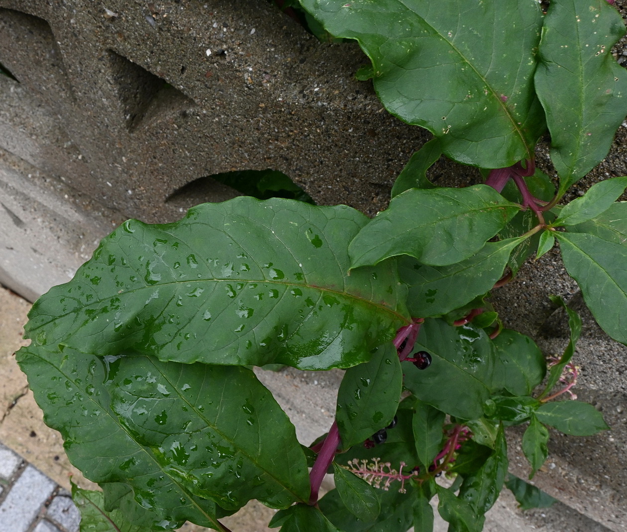 Image of Phytolacca americana specimen.