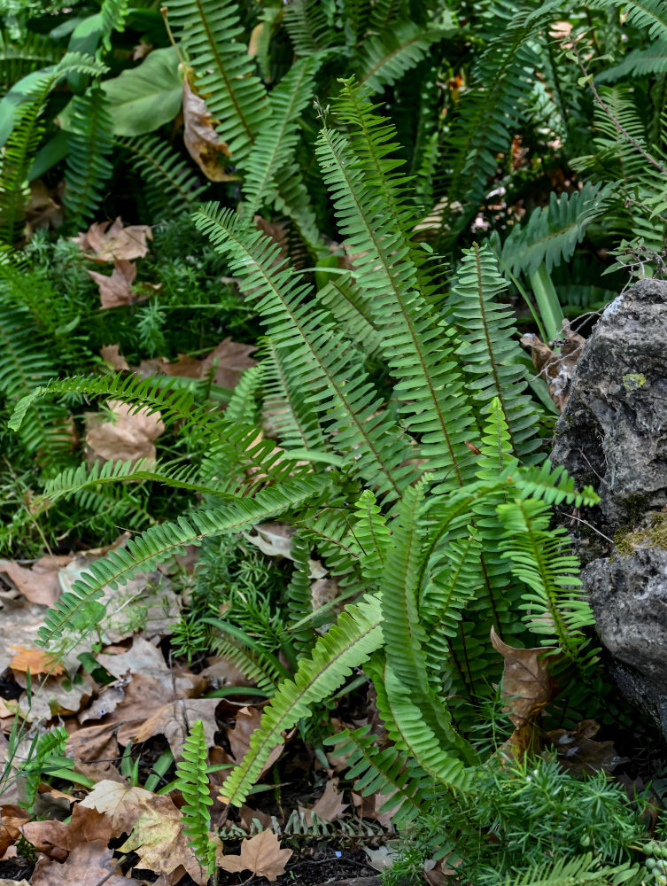 Image of Nephrolepis cordifolia specimen.