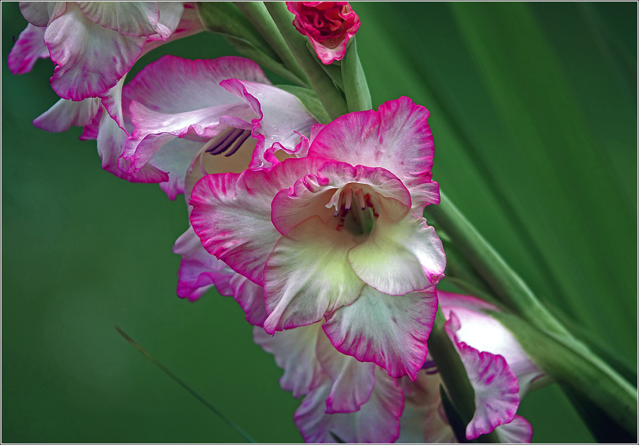 Изображение особи Gladiolus &times; gandavensis.