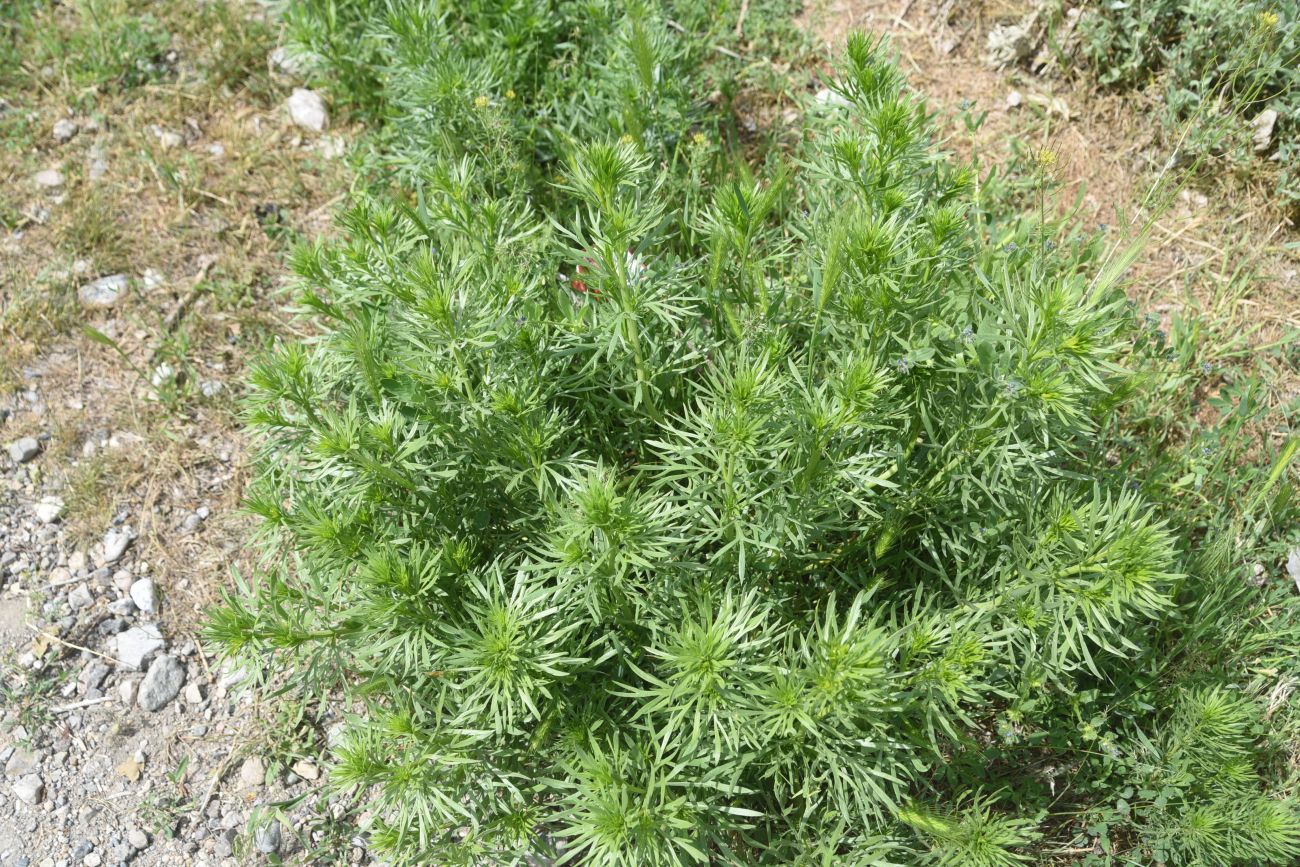 Image of Peganum harmala specimen.