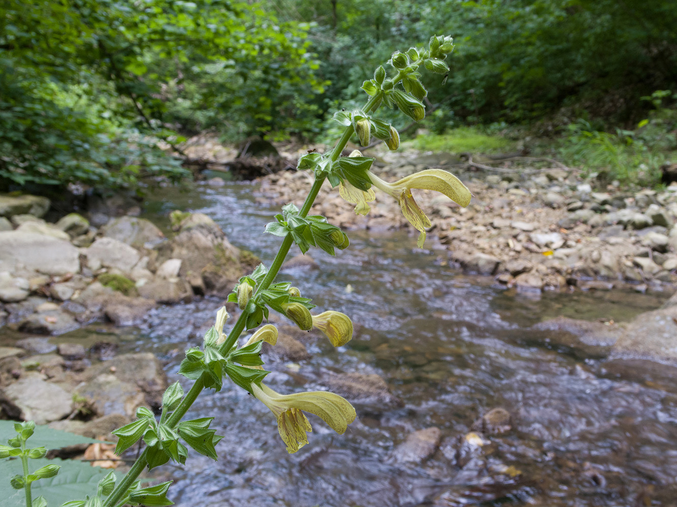 Image of Salvia glutinosa specimen.