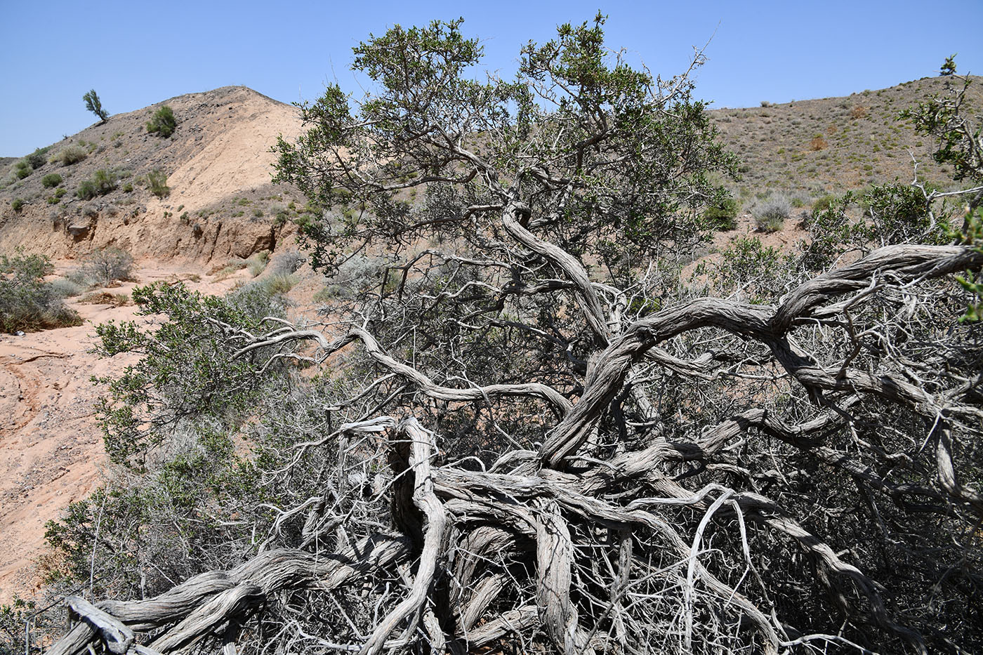Изображение особи Atraphaxis virgata.