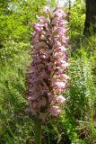 Orchis simia. Соцветие. Крым, Бахчисарайский р-н, гора Бакла. 6 мая 2008 г.