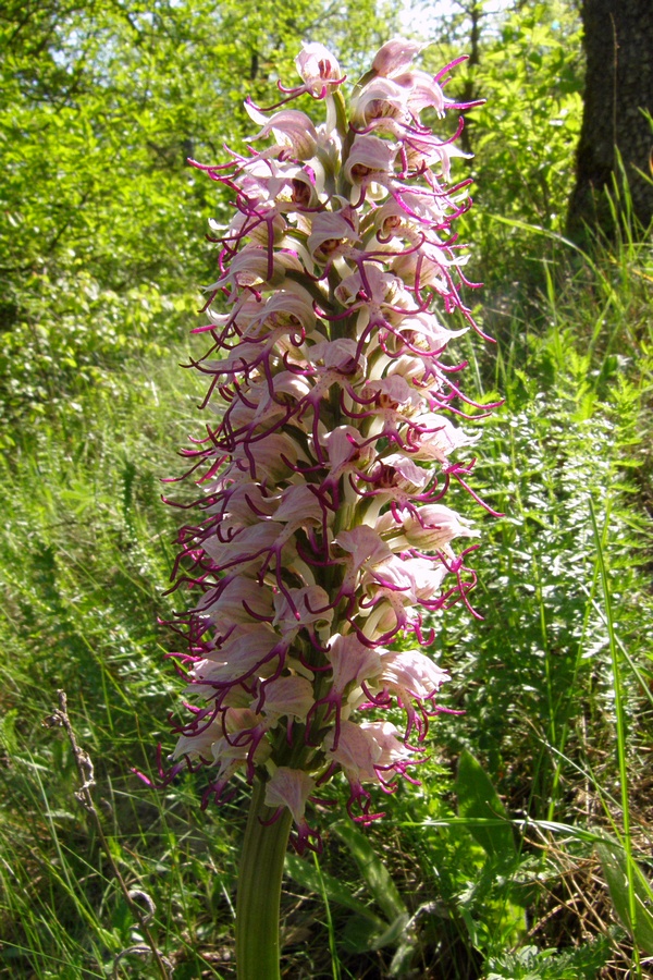 Image of Orchis simia specimen.