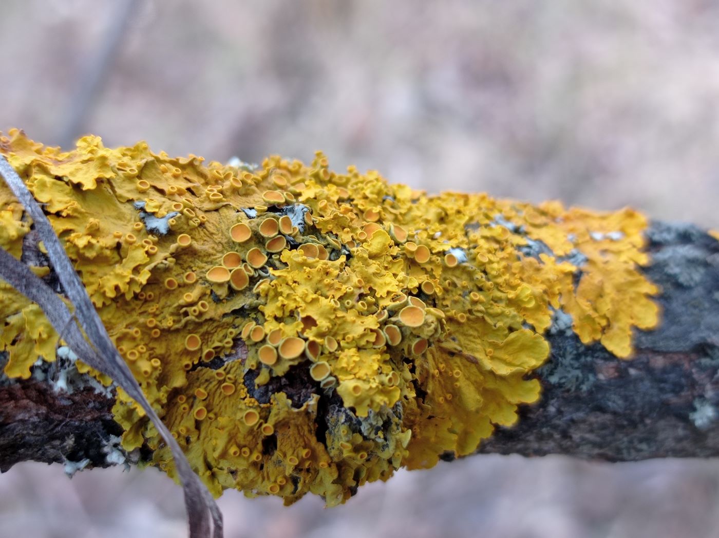 Image of Xanthoria parietina specimen.
