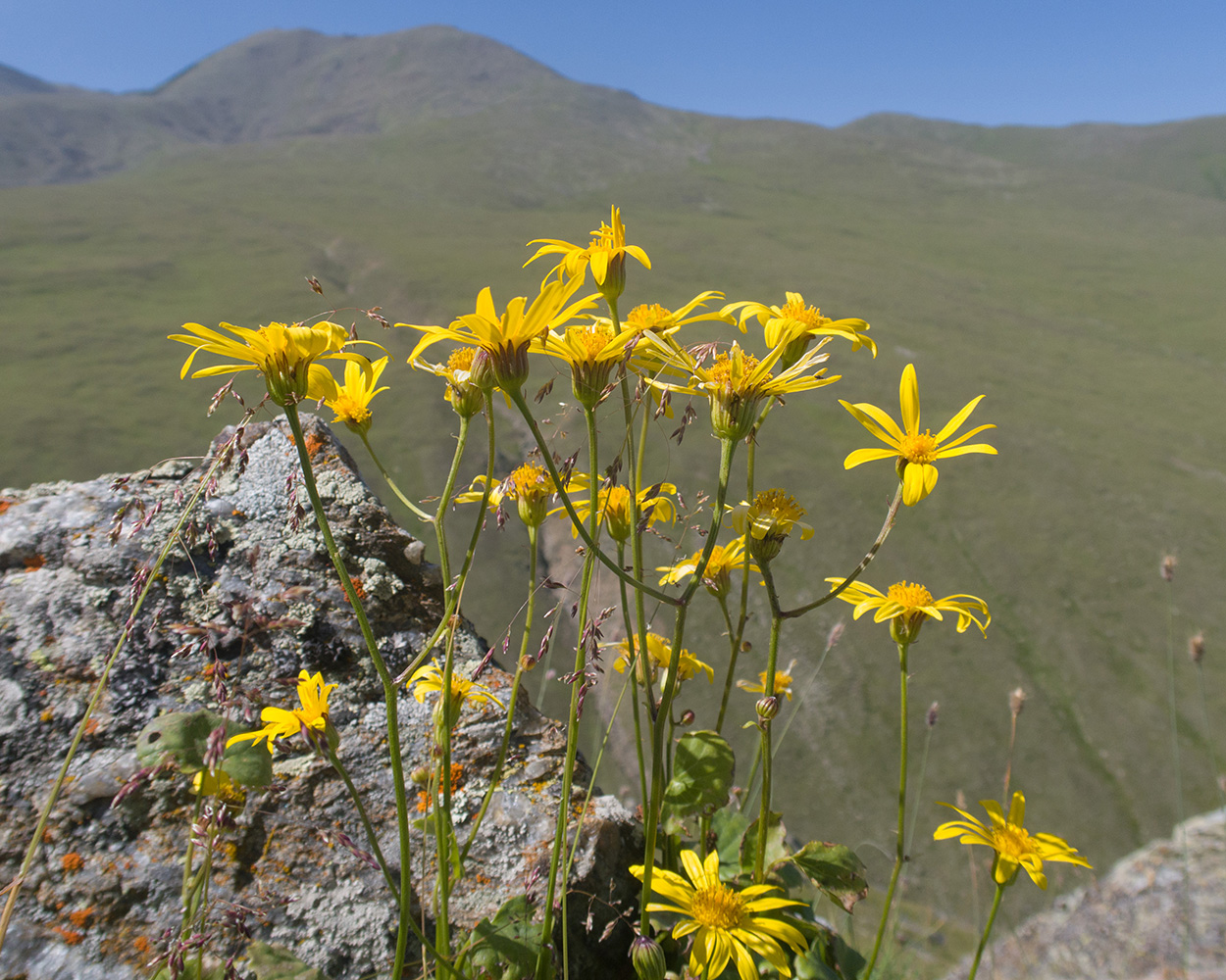 Image of Dolichorrhiza renifolia specimen.