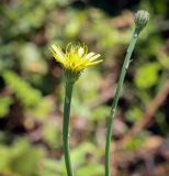 Hypochaeris radicata. Соцветие. Абхазия, Гудаутский р-н, окр. с. Лдзаа, разнотравный луг. 08.06.2025.